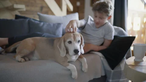 4k boy scratching his beagle's head while both lying on couch Stockbeeldmateriaal 131290137