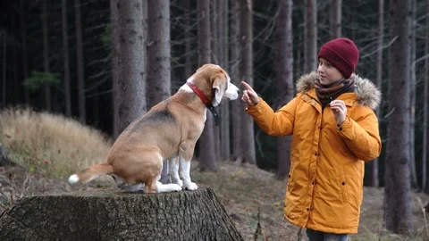4K Boy in yellow coat training his beagle in woods asking him for paw Stock-Footage 109153322