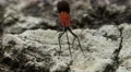 4K Braconid Wasp (Atanycolus sp) - Female Ovipositing 4k or 4k+ Resolution