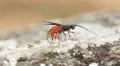 4K Braconid Wasp (Atanycolus sp) - Female Ovipositing 4k or 4k+ Resolution
