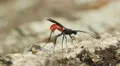 4K Braconid Wasp (Atanycolus sp) - Female Ovipositing 4k or 4k+ Resolution