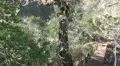4k Braid tree at Rabacal mountain region in Madeira 4k or 4k+ Resolution