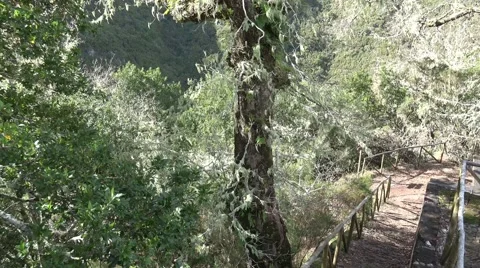 4k Braid tree at Rabacal mountain region in Madeira Vídeos de archivo 47923530