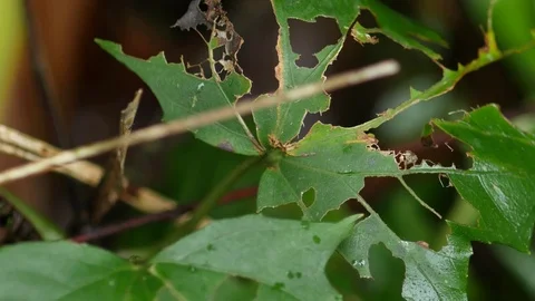 4K Branch with leaves devastated by same insect or caterpillars in rainforest Stock Footage 75249174