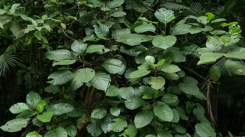 4K Branch with leaves devastated by same insect or caterpillars in rainforest Stock Footage 75249481