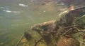 4K branches and dead leaves filmed underwater in a strong stream in autumn 4k or 4k+ Resolution