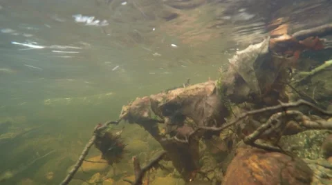 4K branches and dead leaves filmed underwater in a strong stream in autumn Stock Footage 47269667