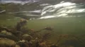 4K branches filmed underwater in a strong stream in autumn 4k or 4k+ Resolution