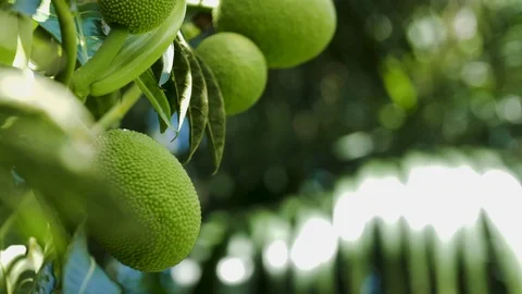 4K: Breadfruit Tree In The Tropics/Shallow DOF Cinematic Stock Footage 95658567