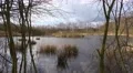 4k Breeding swan in nature reserve marshland pond 4k or 4k+ Resolution