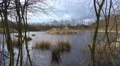 4k Breeding swan zoom in glade marshland lake 4k or 4k+ Resolution