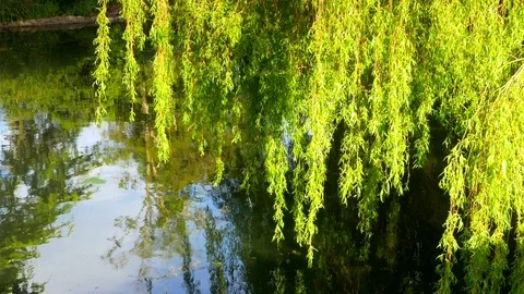 4K Bright Green Willow Tree Branches and Leaves Over Pond Water Reflection Stockbeeldmateriaal 78652540