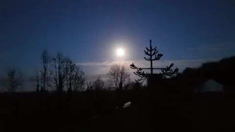 4K Bright Moon Over Silhouetted Trees at Night Vidéo 332802725