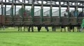 4k Bring the racing horses into the start boxes 4k or 4k+ Resolution