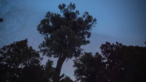 4K Bristlecone Pine Tree with Starry Sky Moving Behind Stock Footage 272207134