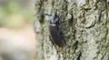 4K Broad-necked Root Borer (Prionus laticollis) - Female 4k or 4k+ Resolution