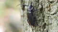 4K Broad-necked Root Borer (Prionus laticollis) - Female 4k or 4k+ Resolution