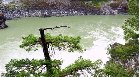 4K Broken Pine Tree on Ledge Overtop Boiling Green River Stock Footage 67439468