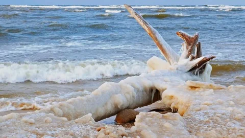 4K. Broken tree on the seaside with a number of icicles. 動画素材 71197325