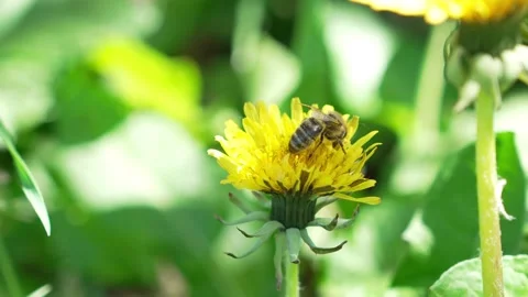 4K Broll Bee Collecting Nectar from Yellow Dandelion Flower in Sunny Garden.. Vídeo Stock 334583124
