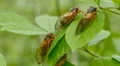 4K Brood V 17-year periodical cicadas (Magicicada cassinii) 4k or 4k+ Resolution