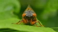 4K Brood V 17-year periodical cicada (Magicicada cassinii) - Front View 4k or 4k+ Resolution