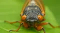 4K Brood V 17-year periodical cicada (Magicicada cassinii) - Front View 4k or 4k+ Resolution