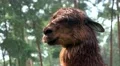 4k Brown Alpaca close up portrait fascial expression 4k or 4k+ Resolution