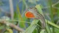 4K Brown Anole (Anolis sagrei) Male Extending Dewlap 1 4k or 4k+ Resolution