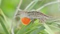 4K Brown Anole (Anolis sagrei) Male Extending Dewlap 2 4k or 4k+ Resolution