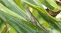 4K Brown Anole (Anolis sagrei) Female 1 4k or 4k+ Resolution