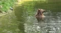 4k Brown Bear bathing in pond and washing face at a summer day 4k or 4k+ Resolution