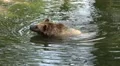 4k Brown Bear coming out of water and scratch his back 4k or 4k+ Resolution