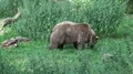 4k Brown Bear eating grass in green grassy forest landscape 4k or 4k+ Resolution