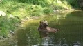 4k Brown Bear refreshing in water at a hot summer day 4k or 4k+ Resolution