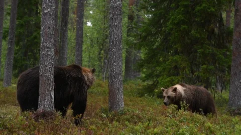 4K. Brown bear in the summer forest. Green pine forest natural background. Sc Video stock 119390276