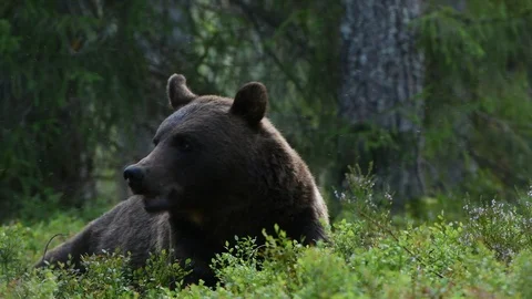 4K. Brown bear in the summer forest. Green pine forest natural background Video stock 119392108