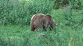 4k Brown Bear walking in a green grassy forest landscape 4k or 4k+ Resolution