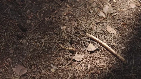 4K Brown Centipede Crawling on Forest Floor with Dappled Sunlight Over Pine.. Stock Footage 336964347
