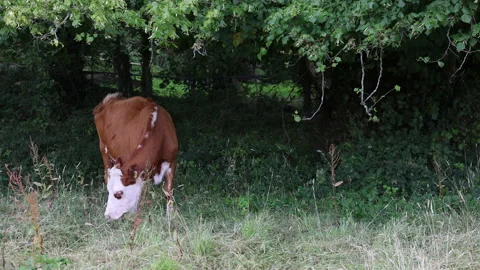4K Brown Cow Grazing in a Field in Ireland Wide Stock Footage 205219086