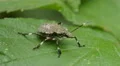 4K Brown Marmorated Stink Bug (Halyomorpha halys) Nymph 2 4k or 4k+ Resolution