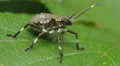 4K Brown Marmorated Stink Bug (Halyomorpha halys) Nymph 3 4k or 4k+ Resolution