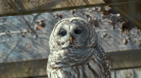 4k - Brown owl in cage Stock Footage 62890881