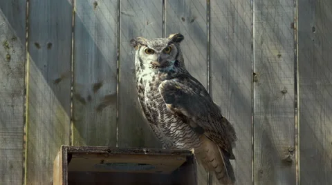 4K - Brown owl in zoo Stock Footage 62891553