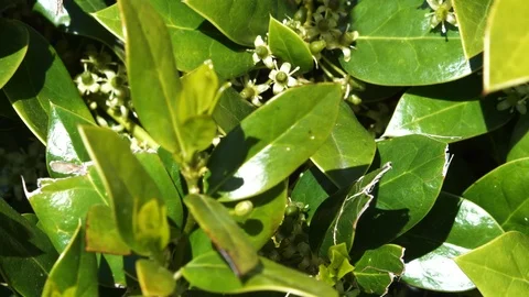 4K Bubble Bee Flying Off Leaf in Missouri Stock Footage 107195890