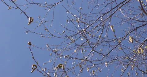 4K, Buds on the trees, Spring time Stockbeeldmateriaal 51015347