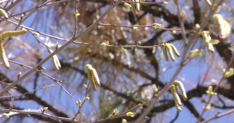 4K, Buds on the trees, springtime Stockbeeldmateriaal 51014471