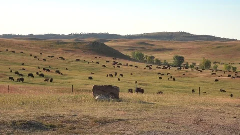 4K Buffalo -  Buffalo Herd behind a Fence in Custer State Park Stock Footage 116498302
