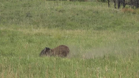 4K Buffalo Bull gets up from rolling and walks fast to join the herd Stock Footage 115689169