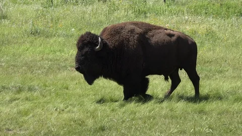 4K Buffalo Bull Walking Fast Through a Prarie Dog Town Stock Footage 115779472